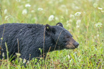 A bear moves through a field of tall grass and wildflowers. The fur appears wet, possibly from rain or dew.