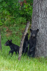 Three bear cubs by a tree © dfriend150