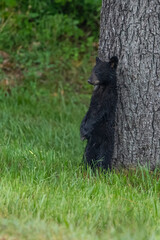 zone bear cub standing by a tree