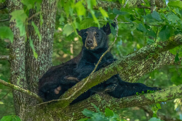 A black bear rests comfortably on a tree branch amid lush green foliage. The scene is peaceful, with sunlight filtering through the leaves.
