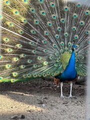 Naklejka premium peacock with feathers