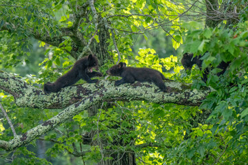 Three bear cubs are seen exploring and playing on a large tree branch © dfriend150