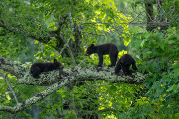 Three bear cubs are seen exploring and playing on a large tree branch © dfriend150