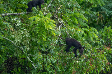 Two black bear cubs are seen climbing in a lush, green tree. The dense foliage provides them with plenty of cover and a rich environment to explore. © dfriend150