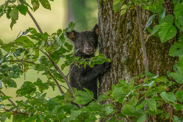 A bear cub is clinging to the trunk of a tree surrounded by green foliage. The scene is set in a forest with a blurred background, highlighting the little bear.