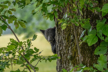 A bear cub peers curiously around the trunk of a large tree, surrounded by lush green foliage. The cub appears wet, suggesting recent rains or a romp through water. © dfriend150