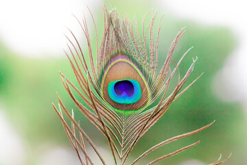 Close-Up Shot Of A Vibrant Peacock Feather On Blurred Background