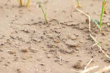 Close-Up of Ants on Dry Desert Sand With Grass Blades