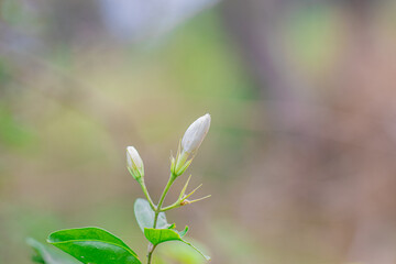 Close-Up Of Budding White jasmine Flowers On Green Plant