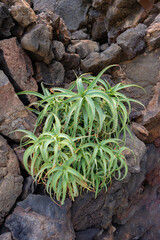 Aloe-Pflanze auf Vulkanstein in Lanzarote
