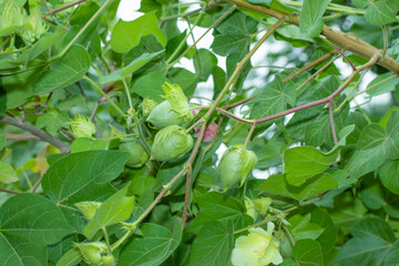 Green Cotton Plant With Leaves And Buds In Nature