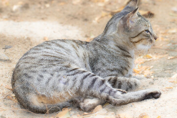 Relaxed Tabby Cat Lying on Ground in Outdoor Setting