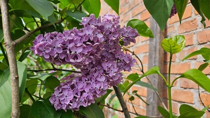 flowers in the garden