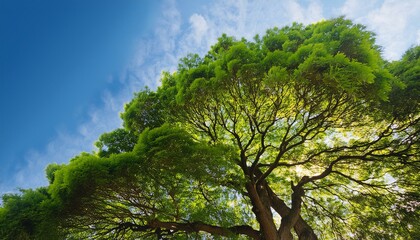 Fototapeta premium tree on sky wallpaper