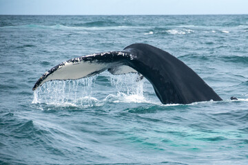 A whale fin splashing in the Bay of Husavik in Iceland