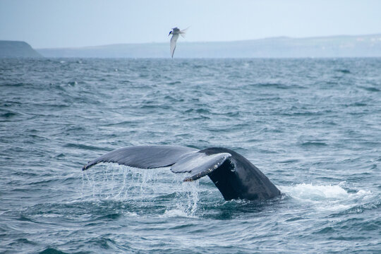 A whale fin splashing in the Bay of Husavik in Iceland, with an arctic fern flying over it