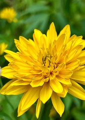 Large bright yellow flower of Rudbeckia dissected – taken close up.