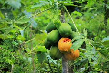 Cluster of Green and Ripe Papayas on a Tropical Tree Amidst Lush Green Foliage, Highlighting Nature's Abundant Harvest