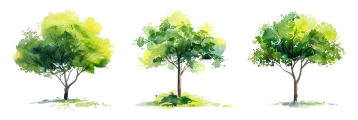 Fototapeta premium Elevation. Green Tree Isolated on White Background for Landscape and Architecture Layout Drawing