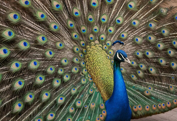 Obraz premium A colorful peacock showcasing its impressive tail feathers in a mating display. 