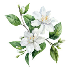 Watercolor drawing of jasmine plant, isolated on a white background, jasmine flower painting