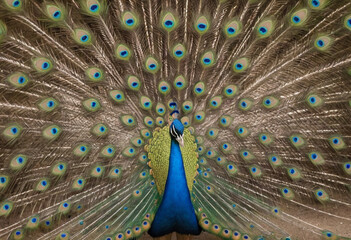 Obraz premium A proud peacock strutting its stuff with its tail feathers fanned out. 