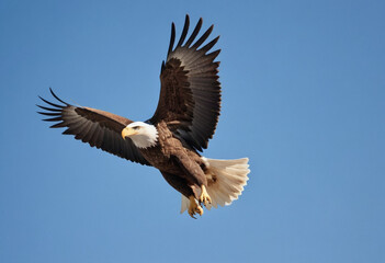Obraz premium A photo of a majestic eagle soaring through a clear blue sky. 