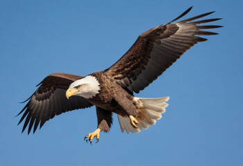  A photo of a majestic eagle soaring through a clear blue sky. 