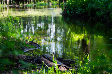 brzęk nad spokojną wodą rzeki zielone otoczenie