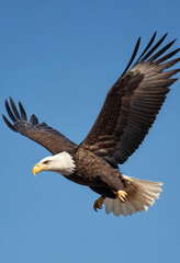 Fototapeta premium A photo of a majestic bald eagle soaring through a clear blue sky. 
