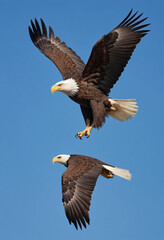 Obraz premium A photo of a majestic bald eagle soaring through a clear blue sky. 