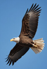  A photo of a majestic bald eagle soaring through a clear blue sky. 
