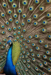 Fototapeta premium A colorful peacock showcasing its impressive tail feathers in a mating display. 