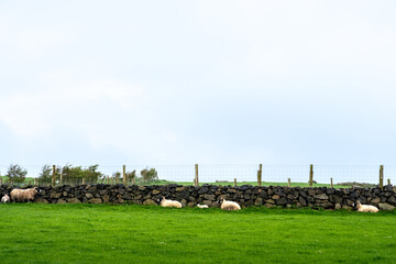 Schafe auf einer Weide die an einer Mauer liegen um sich vor dem Wind in Nordirland zu schützen