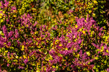 Obraz premium Portulacaria afra pertenece a la familia Didiereáceas.