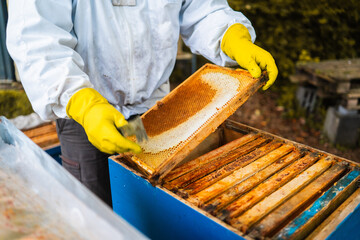 Beekeeper Checking the Hanging Wooden Beehive Frame with Honeycombs for Bee Honey