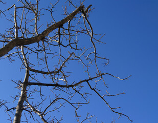 Branches