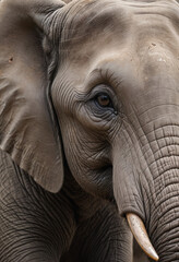 Fototapeta premium A close-up of an elephants wrinkled skin and long eyelashes. 