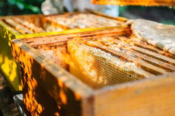 Wooden Frames Hanging in the Beehives of a Beekeeping Beekeeper in the Sunshine