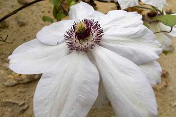white and pink flowers in spring