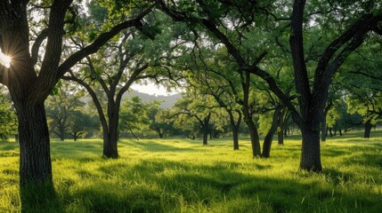 Fototapeta premium Landscape of Trees in Verdant Pasture