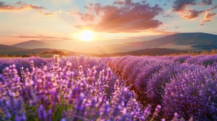 Obraz premium Lavender Flowers in Sunset Light Blooming Lavender Field and its Uses