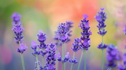 Obraz premium Lavender flowers with selective focus