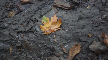 Leaf on the ground