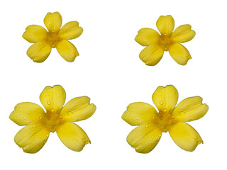 Damiana flowers Isolated on tranparent Background
