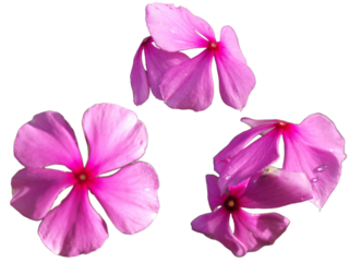 Pink Periwinkle Flower - Madagascar Periwinkle Isolated on Background