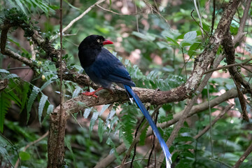 The Taiwan blue magpie (Urocissa caerulea), also called the Taiwan magpie, Formosan blue magpie or "long-tailed mountain lady" a unique bird species in the crow family, endemic to Taiwan.