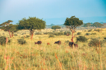 A herd of buffaloes grazing in the savannah grassland landscapes of Murchison Falls National Park in Uganda 
