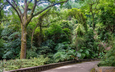 Forestnwalking trail in the Flower Clock Park near Yangmingshan National Park, Taipei and New Taipei City, Taiwan