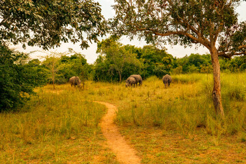 A Crash of Southern White Rhinos grazing in the wild at Ziwa Rhino Sanctuary in Uganda 

